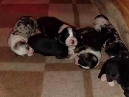 Nur noch 4 blacktri Hündinnen, 1 blue merle Rüde, geb. 06. 05.