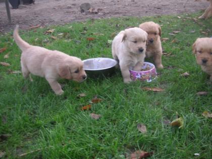 Süße dunkle Golden Retriever Welpen suchen ein neues Zuhause