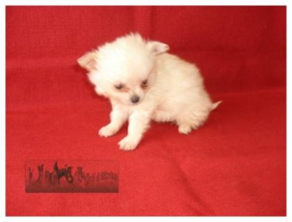 Chihuahuawelpen von Hobbyzüchter