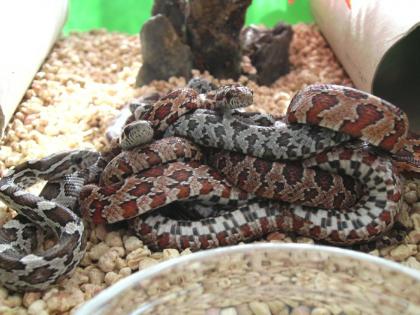 Kornnatter - Pantherophis guttatus