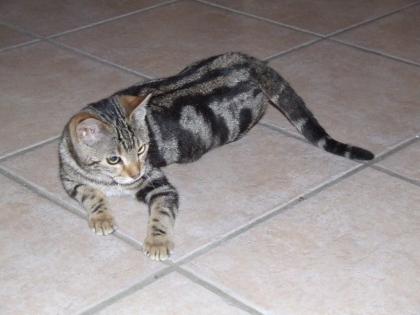 Bengalkitten im KÖNIGSleopardenLOOK - abgabebereit