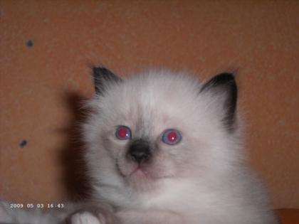 2 Ragdoll Kitten Kater suchen liebevolles Zuhause