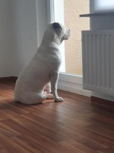 Englishbulldogge