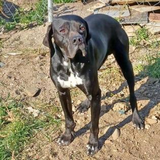Zeus - ein typischer englischer Pointer