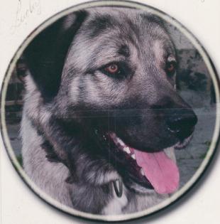 Sivas Kangal