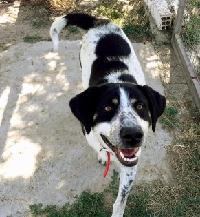 Pongo sucht dringend Pflegestelle oder Endstelle