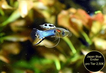 Endler, Guppy, reinerbig, ab 1, 50Euro, Versand