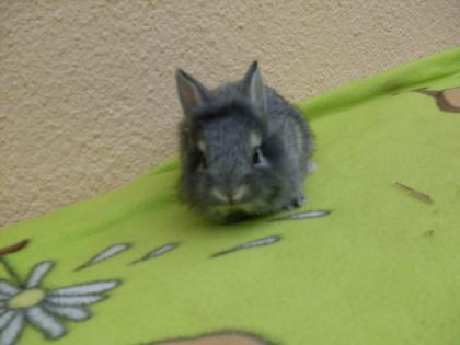 Löwenköpchen Babys