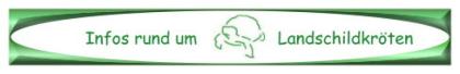 Infos über Landschildkröten