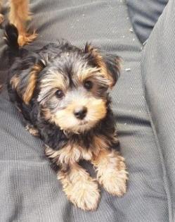 Yorkshire Terrier Welpen ab sofort zu haben