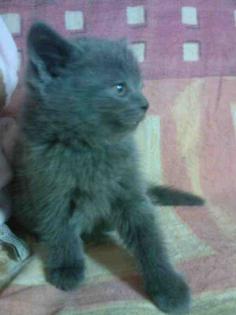 3 Süsse BKH Kitten suchen ein liebevolles Zuhause