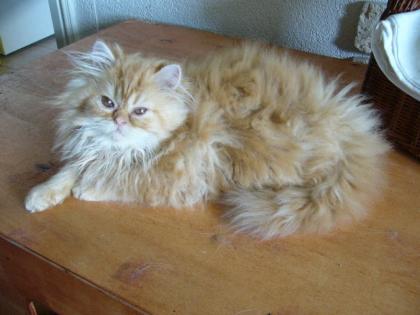 Perserkater