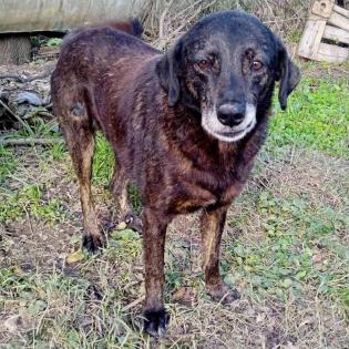 Dora - ein liebes und ruhiges Mädchen