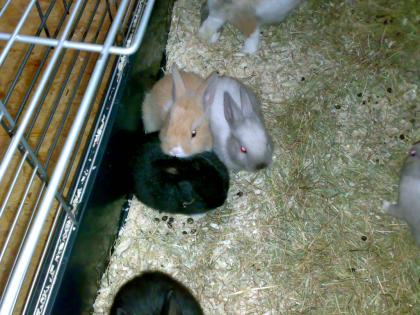 8 süsse zwergkaninchen hasen abzugeben
