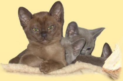 Burmakatzen und Kitten Burmese in brown blue