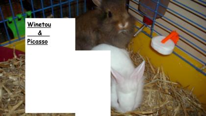 Verkaufe 2 Kaninchen Männchen 3 Monate alt