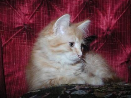 Sibirisches Katzenbaby