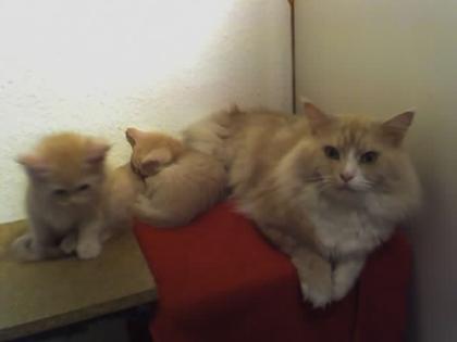 Super süße Maine Coon Mix Baby s abzugeben