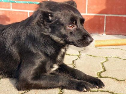 Kleiner schwarzer Mischling, 1 Jahr