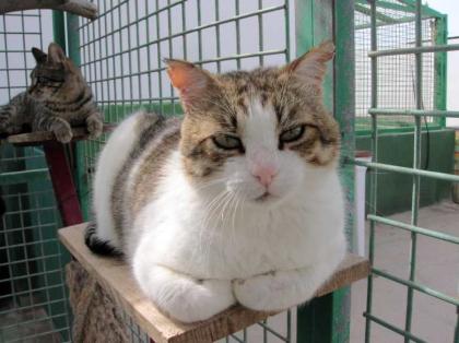 Sandocan, ausgeglichener, lieber Kater