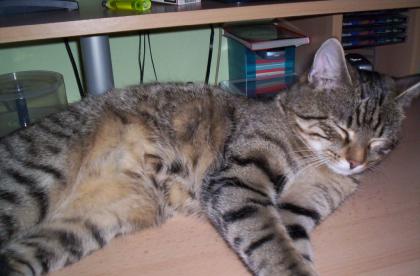 Katze