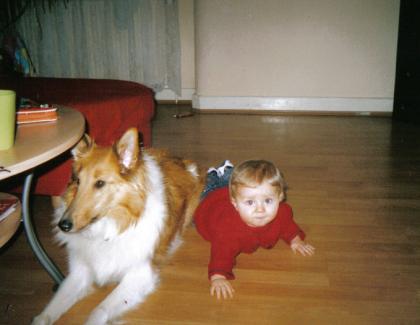Colliehündin zu verkaufen