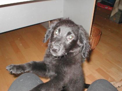 6 monate junger Spitzmischling