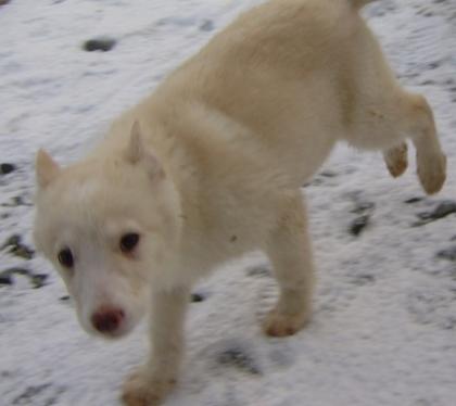Sibirien Husky Leika 10 Wo