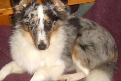 Blue-merle Rüde