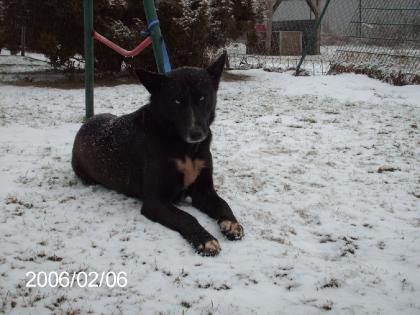 Teutonenhund Neuzüchtung Rüd 1. 5 Jahre