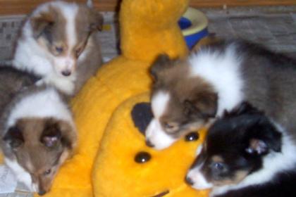Sheltiewelpen Zwergcollie