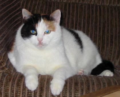Katze sucht Oma