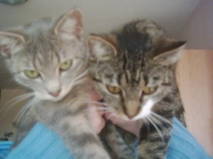 2 süße Katzen abzugeben