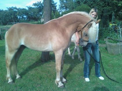 Haflinger Deckhengst