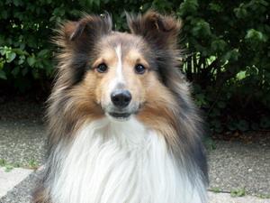 Sheltie