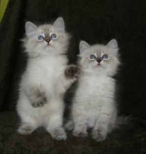 Neva Masquarade Katzen von www. lunaja-dolina. de