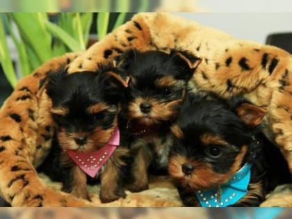 Süße Yorkshire Terrier Welpen aus liebevoller Hobbyzucht DHS