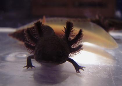 Axolotlnachzuchten
