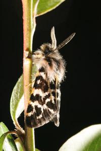 Raupen des Bärenspinners O. corsica abzugeben