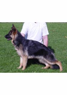 Dt. Schäferhund