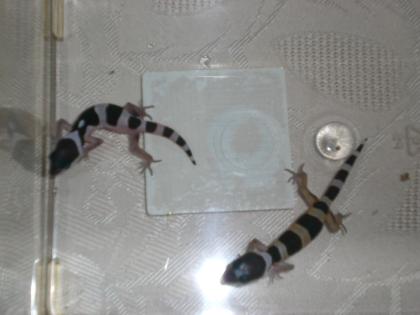 Leopardgecko Babys