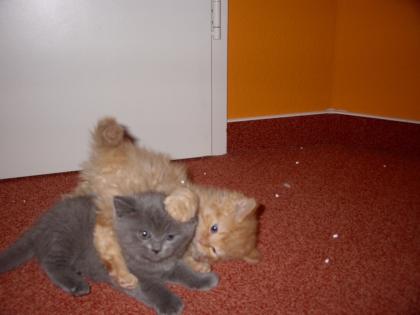 2 Mischlingskitten Maine Coone Sibirische Katze