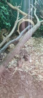 Boa Constrictor Imperator 2