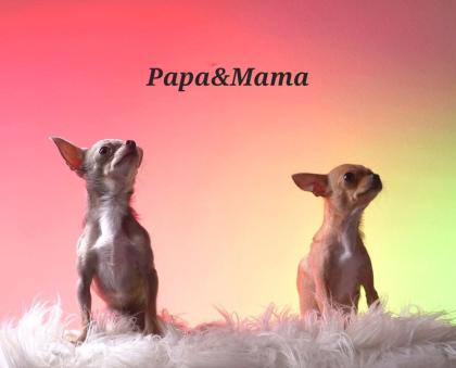 Zuckersüßer chihuahua rüde Abgabebereit