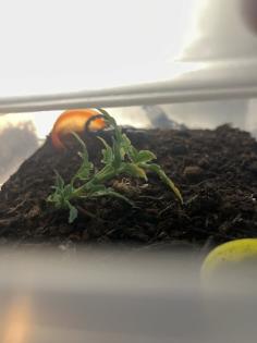 Verkaufe schwarzen Skorpion wie auf den Bild zusehen sind