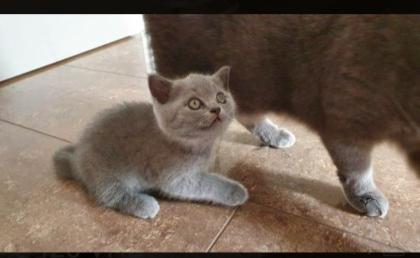 BKH Baby Katzen zu verkaufen