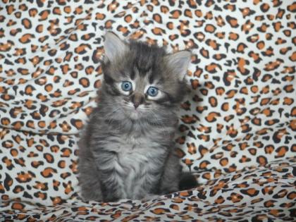 Sibirische Katzenbabies vom Ohlenberg