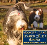BEARDED COLLIE WELPEN