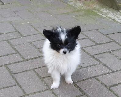 Papillon Welpen, 11 Wochen alt
