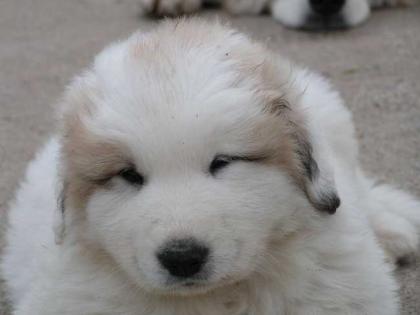 Chien de Montagne des Pyr n es